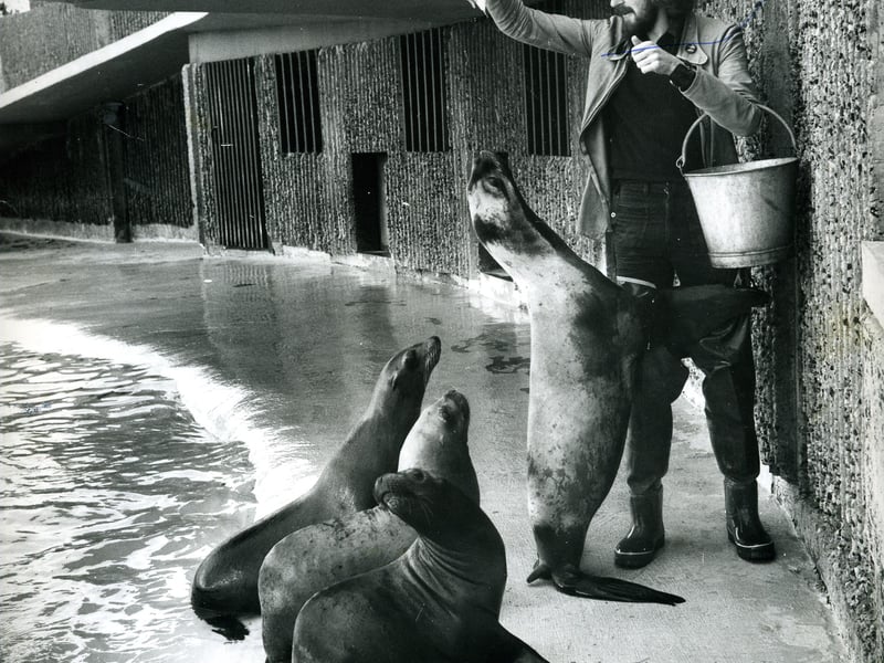 Gazette reporter Robin Duke feeding the sealions at Blackpool Zoo in 1974.