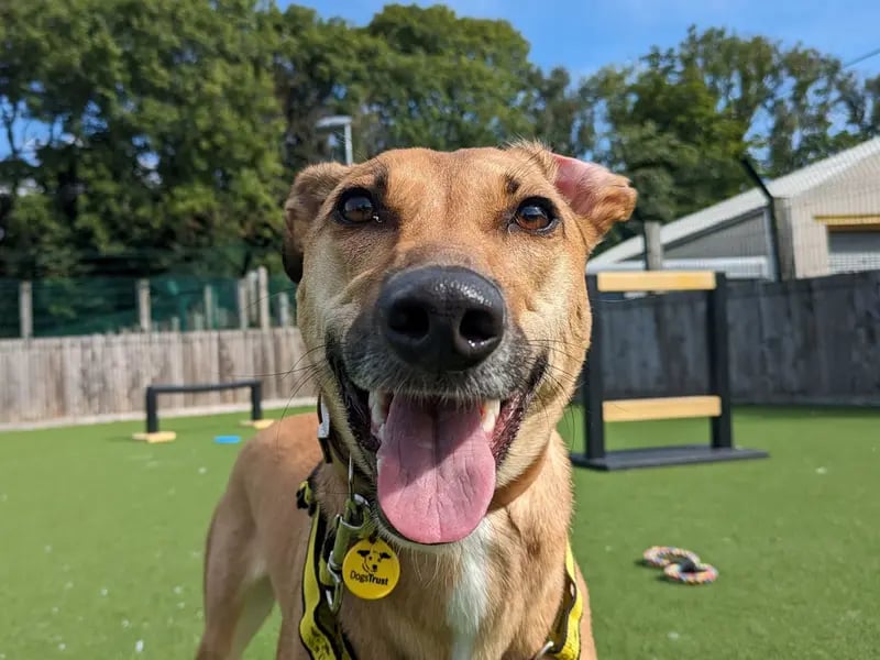 Beautiful Bree is a 3-year-old girl who loves to play with her ball. She is a friendly lady who loves meeting people and is really playful. She would prefer to be the only pet in the home but could make dog friends on her walks as she does enjoy the company of some dogs, but she can be quite OTT off-lead. Bree has shown that she isn't comfortable around children so is looking for an adult only home, and this does include visitors. Bree has also been trained to wear a muzzle during stressful situations, which also includes when fast-moving things pass her such as cyclists, or children. This lovely lurcher would like direct access to a private secure garden that has a 6ft fence so she can zoom around to her heart's content.