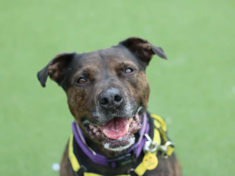 Jack is a wonderful 10-year-old boy who is full of fun and energy. He is looking for a home with a family that has rescue dog experience and is happy to walk him in quiet areas where he can relax and enjoy exploring with his new family. This beautiful boy sure knows how to relax, and loves to chill on the sofa and is a total couch potato. He can live with children aged 14 years and above. Jack will need a home with its own secure private garden with a 6ft fence where he can run around or walk at a leisurely pace, and spend lots of time with his new family. When he is out in public he should be kept on lead and muzzle at all times, as he is uncomfortable around other dogs. Don’t let that put you off this wonderful boy though as he will make a brilliant addition to a family.