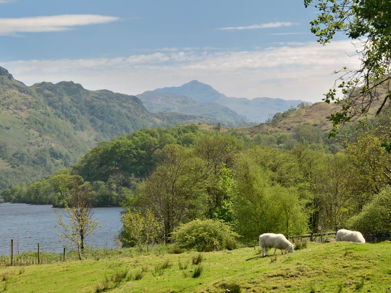 The estate's varied topography supports sheep farming, with the estate currently running an in-hand flock of 250 Cheviot breeding ewes with replacement ewe hoggs and associated pure Cheviot rams, but also offers "abundant opportunities for conservation, future development, and sporting activities", the agent said.