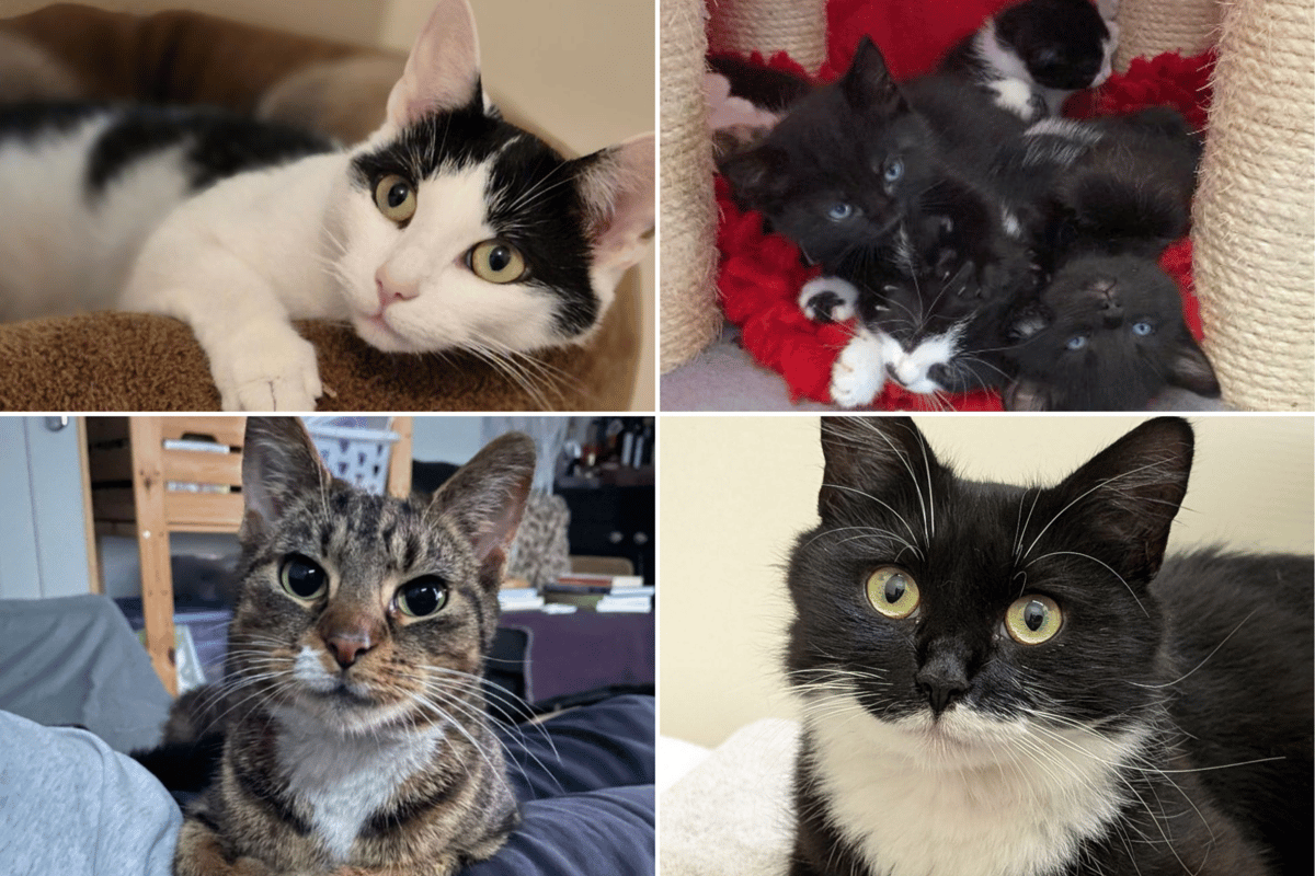 Ooglecat Rescue The cats and kittens up for adoption as beloved rescue shelter faces ...