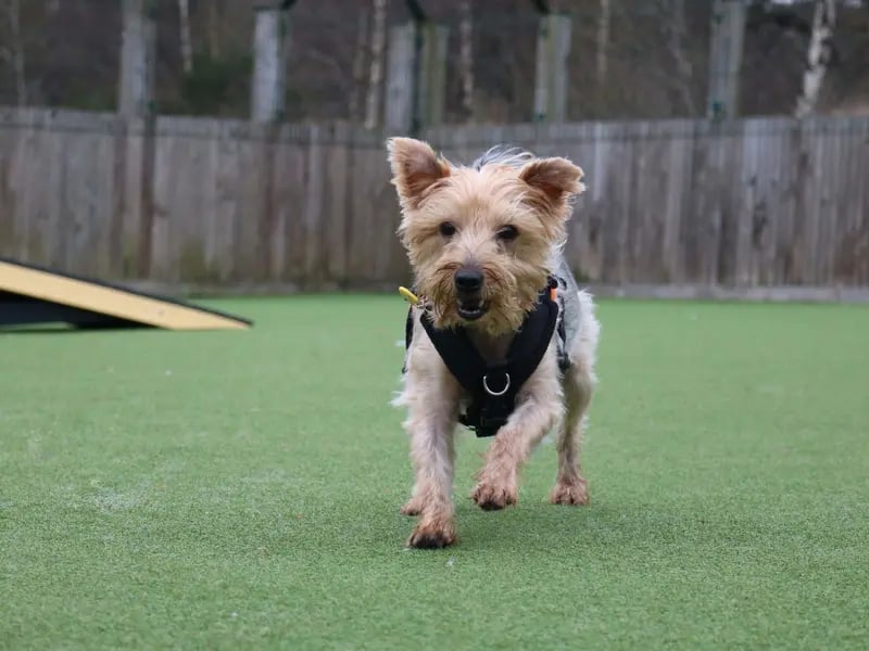 Bear is 7-year-old Yorkshire Terrier who is looking for a family who have previously owned a rescue dog or a similar breed. Bear is uncomfortable with some handling and prefers his own space. Once he gets to know you, he does enjoy jumping onto your lap for snuggles and a snooze but this relationship will only come with time. He would benefit from having quiet places around the home to retreat to if feeling overwhelmed. Although Bear enjoys socialising with other dogs on his walks, he would prefer to have the home to himself. He would also love to have his own private garden that can be accessed straight from the home that has a 5ft minimum fence. Bear will need to be kept on lead whilst out in public due to his high prey drive and worried behaviour. He would also be looking for any children in the home or visiting to be 16 years and over and he would benefit from a quiet home with limited visitors. Bear has enjoyed some time in foster where he is a great companion, house-trained and he likes to help with jigsaws and/or reading books.