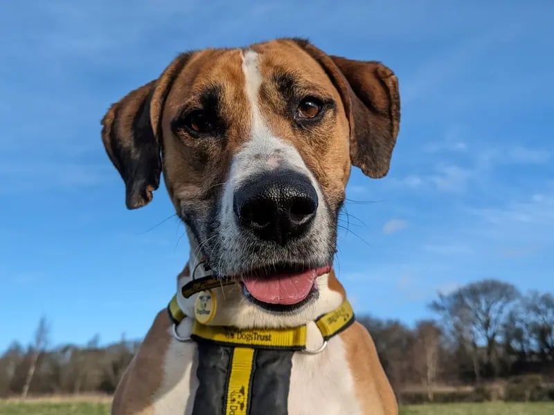 Timmy is a sensitive boy who has a lot of love to give. He is a 6-year-old Greyhound/Bulldog cross who has a big heart. Timmy is a playful guy who loves goofing around and playing with toys - his favourite game is tug of war but he is also a fan of just rolling around. He will need to be kept on lead whilst out and about due to his high prey drive. For this reason, he would love to have direct access from the home to a secure garden, with a 6ft fence, to run around freely in. He is also trained to wear a muzzle during stressful situations, if it's needed. Timmy has been previously worried around young children so it is important for any children, including visitors, to be over 16 years old in his new home.