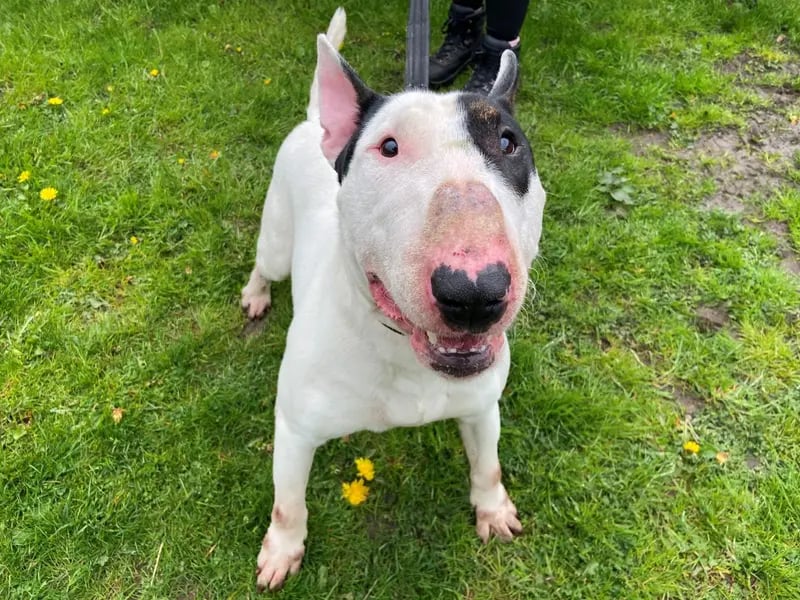 Handsome Hunter is a happy 3-year-old Bull Terrier who loves to make new friends. He loves to play with other dogs so would enjoy socialising with other dogs on his walks and could share his home with another dog. He could also live with children aged 14 years and over. Hunter is looking to have direct access into a secure garden with a 5ft minimum fence. He could be left alone for a couple of hours as he has been comfortable with this in his foster home, but this should be built up gradually so that he isn't overwhelmed.