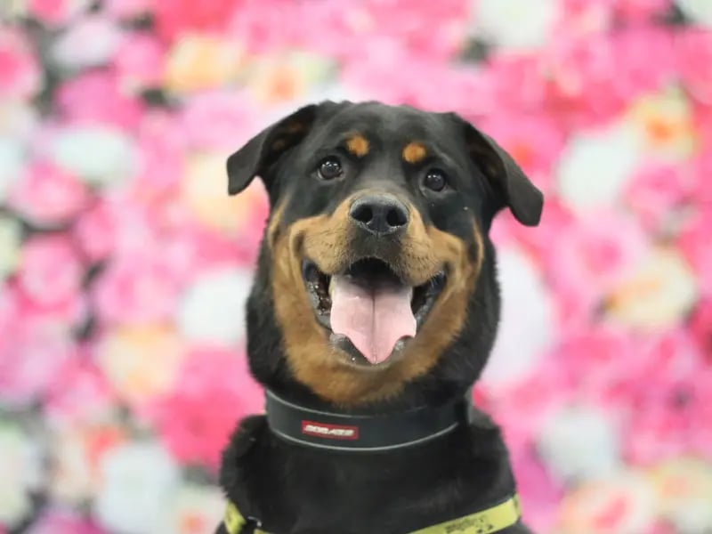 Heidi is a brilliant girl with so much potential. Her favourite thing is to play tug-of-war and she is a big fan of her snacks. She is approximately 5-years-old and looking for an experienced home where she can continue to work on her basic training and dog socialisation. There is very limited information regarding Heidi's past, so it is not known how Heidi will be in the home, especially in regards to being left alone, house-training and travelling in a car. She does require direct access to her own secure garden with a 6ft fence so she has somewhere safe to zoomie. Heidi will need to be kept on a lead whilst in public and is looking for an adult only home.