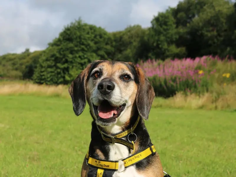 Milo is a happy hound who is looking for a very active family who love hiking and long walks and can share his home with people over the age of 16. In typical hound fashion, this boy loves his grub and will do anything for a tasty treat. He is a smart fella who is looking to be kept busy - mentally and physically in his new home. This sweet boy is looking for direct access to a secure garden with a minimum of 5ft fencing. Milo is looking to be the only pet in the home but would definitely benefit from socialising with other dogs on his walks.