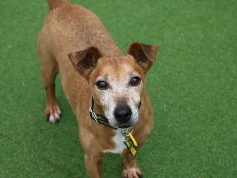 Patsy is a 10 year old (approximately) Jack Russell who is as cute as a button. She loves going for adventures and meeting people as well as playing with her toys. Patsy is looking for an experienced family who are able to have someone at home with her at all times, as she's been unhappy when left home alone previously. However, we do recommend building this time period up gradually. There is limited information about Patsy living in a home but she isn't fully house-trained. She would therefore need direct access to a secure garden of her own, with a 5ft fence.