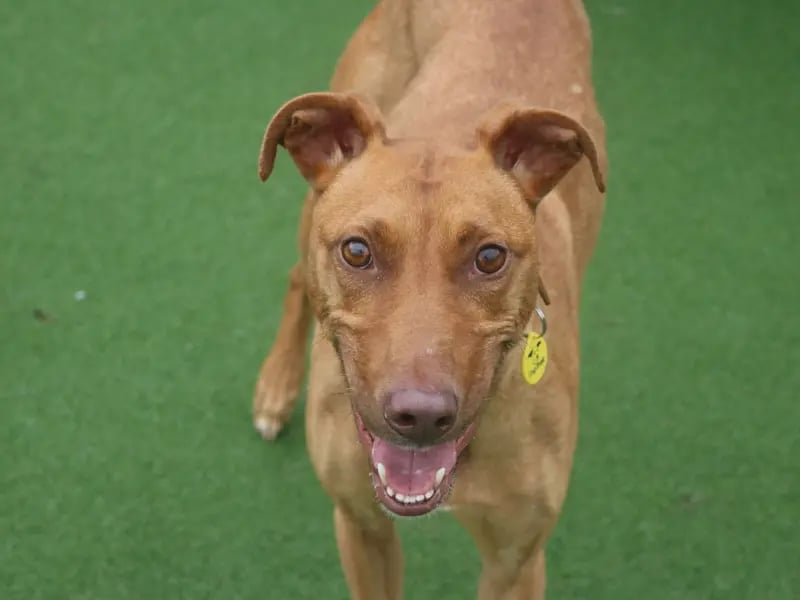 Margot is a gorgeous lurcher cross who is approximately 4-years-old who loves attention and her food. Margot is a smart girl and is fully housetrained, affectionate and happy being left for a couple of hours. She needs to have direct access to a garden with a 6ft fence for her to run around in, as she will need to stay on the lead and be muzzled when walking in public spaces due to her high prey drive. Lovely Margot can live with kids over the age of 12 years old and would need to be the only pet in the home. Margot is extremely affectionate and laid back in the home, she will sneak on to your lap for cuddles and will make a wonderful addition to a special home.