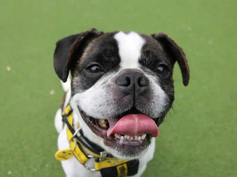 Fred is an approximatelty 5-year-old Pug cross who loves people and is very affectionate. He is looking to have a home with direct access to the garden with a 5ft fence to keep him safe and secure. Fred has previously been overwhelmed when around dogs, so he'd like to be the only pet in the home and continue his socialisation skills with other dogs in his new home. Fred is looking for any children in the home to be 18 years or older and Frog could be left alone for 3-4 hours a day, which should be built up gradually. Fred is a fun loving little guy with lots of personality and is going to make a wonderful addition to an experienced family.