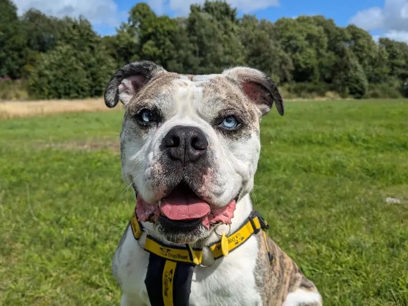 Percy is a handsome boy who has a great personality and lots of love to give. He is a 5-year-old Alapaha Blue Blood Bulldog who is very playful and loves being groomed. Percy is looking to have access to his own secure and private garden with a 6ft (minimum) fence where he can roll around to his heart's content. He is looking to be the only pet in the home and is looking to be kept on a lead and muzzle whilst out and about, but he can walk with dog friends. He can get overwhelmed by other dogs so would enjoy walks in areas that aren't too populated by other dogs.
