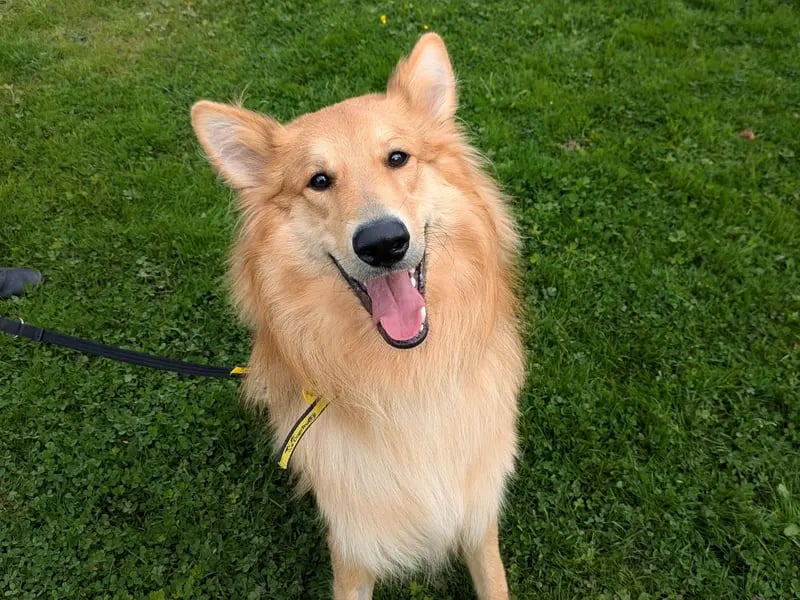 Hansel is a very handsome 10-month-old German Shepherd/Rough Collie cross. As a mix of two active breeds, he would love an active home with a family who will keep him mentally busy with training and games too. Hansel is looking to have direct access from the home into a secure garden with a minimum 6ft fence. He loves other dogs so would be happy to live with a canine companion, and older children (aged 14 years and over). Hansel hasn't really been left alone before so is looking to have pretty much constant companionship, and for any time that he is left alone to be built up very gradually over time, so that he isn't overwhelmed.