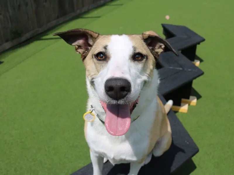 Lovely Layla is a 5-year-old collie cross who is looking for an active home in a quiet environment. This beautiful girl would be best suited to a family who have had dogs before and she would like to have direct access to her very own secure garden with a 5ft minimum fence. Since Layla will need to be kept on lead whilst in public, this gives her her own safe space to frolic and relax in. Her garden will need to be secure as she has proven herself to be quite the Houdini in the past. This gorgeous girl would be happy to be left for 3-4 hours a day and could share her home with older children - 16 years and over.
