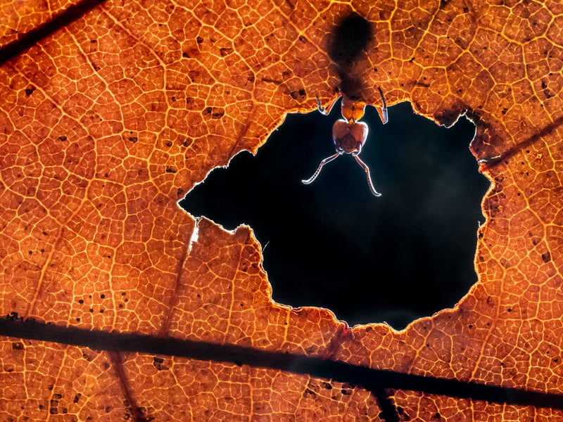 This images shows the happy life of a red ant, looking down to us. The photo was taken in a dark forrest nearby in The Netherlands last autumn. I like the tones of this autumn leaf. So warm. It was hard to take this image because of the fast moving ant, but with a little help of a flashlight I was able to freeze the motion.