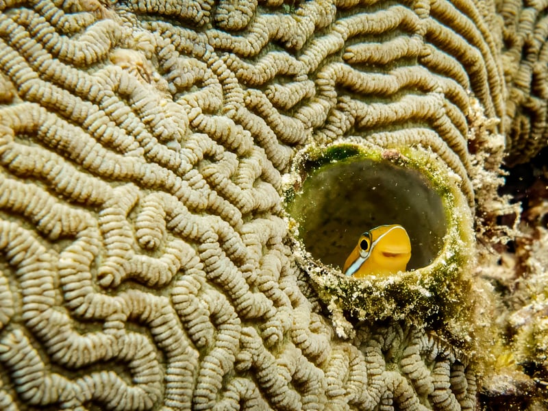 Blenni fish peaking out from a hole in the coral.