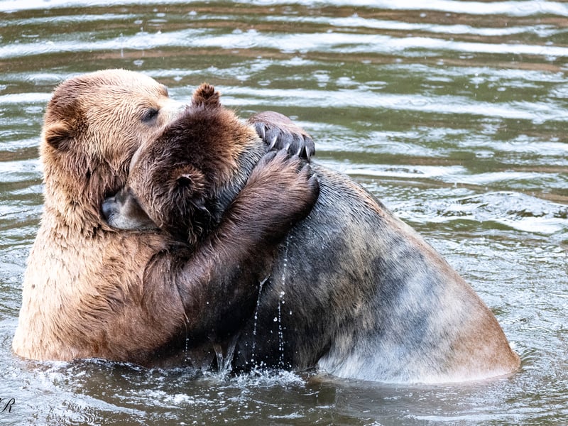 After the meeting...comes love! This is everyone's daily life. The picture was taken in Alaska.