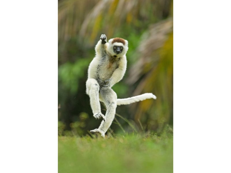 I took this photo of a dancing sifaka in Madagascar; as it ran towards us, it created all sorts of funny shapes.  But this one was the best, it looks to me  like it is practising its bowling action ready for an England call-up! The picture was taken in Madagascar.