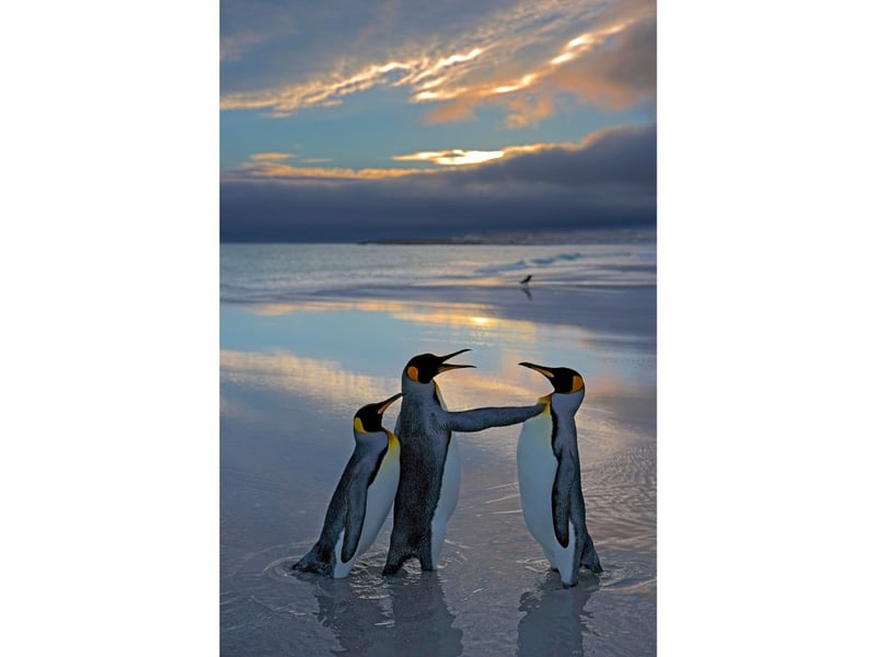 This image was taken in South Georgia, it really does show a male king penguin trying to make a move on a  female who has already paired up with her male.  The body position and wing posture make the message clear - "back off!". It was taken in South Georgia.