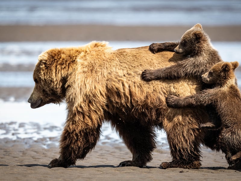 After a nap, the mother brown bear wanted to go for a walk, but the cubs wanted a ride.