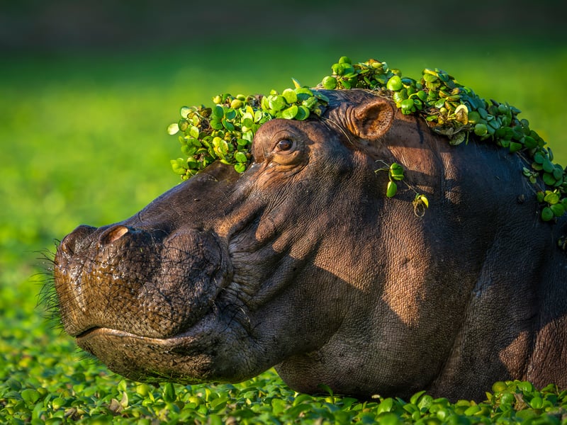 One of the 'lazy' mornings we have decided to stop by the pool with hippos while in Mana Pools NP, Zimbabwe. My idea was to try and catch fighting hippos, yet, they all were quite peaceful. I have positioned on the bank, safely from the potential charge and waited. Some of them raised their heads in curiosity or when proximity to the other individuals was too close. Then I got this idea to catch the portrait with water plants decorating the head, It looked like the guy just got our of the hairdresser with a big smile on his face :)