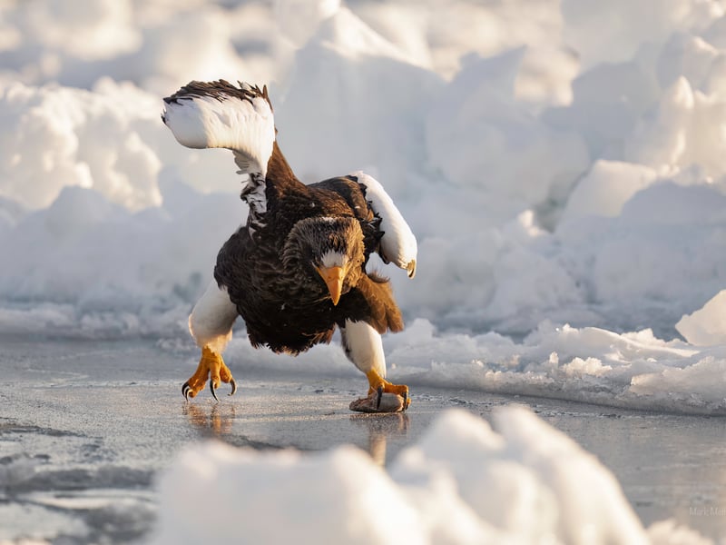 Stellers Sea Eagle in the drifting sea ice off Rausu, Hokkaido, Japan.