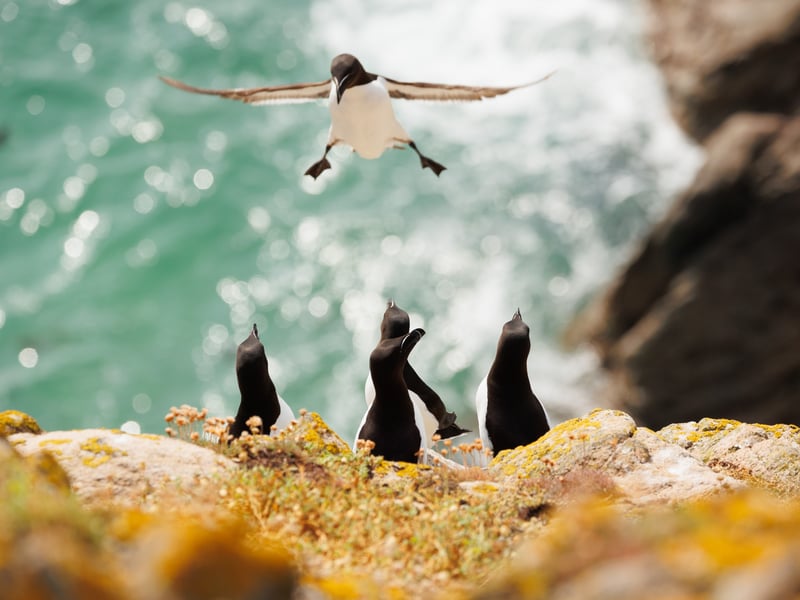 Razorbill attempting a very wobbly landing! The photo was taken on the Saltee islands, in Ireland.