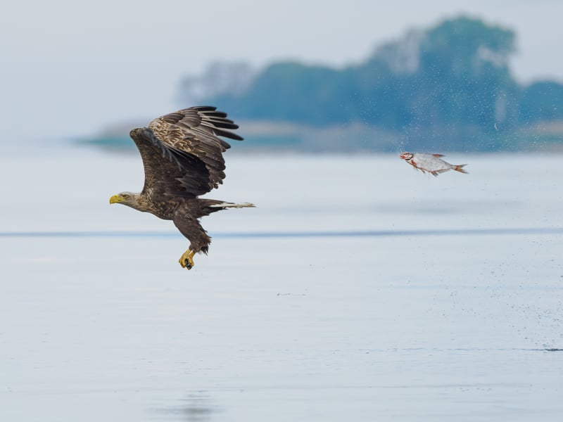 Every annoyed and overtired fish needs to de-stress by hunting for a bald eagle.