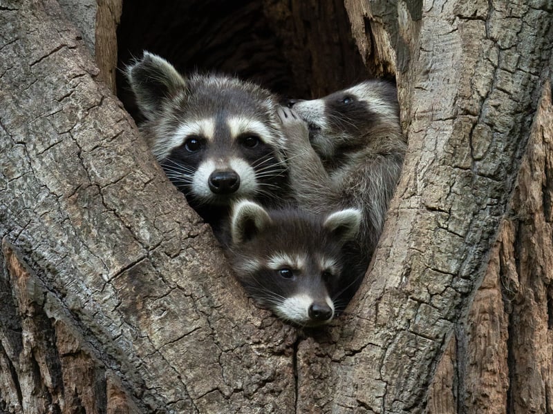  A tiny raccoon is telling a secret to its mum while whispering in her ear.