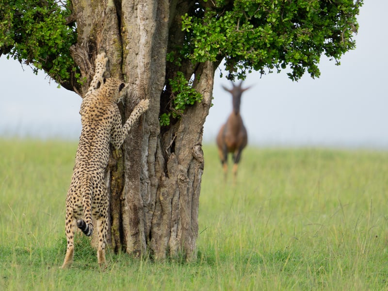 We were on safari in Kenya and happened upon this beautiful female who was looking for a mate. A group of topi were also keeping a pretty close eye her as she left messages for a potential partner on various trees. This shot makes me think that the cheetah is just about to shout out, "ready or not, here I come!"
