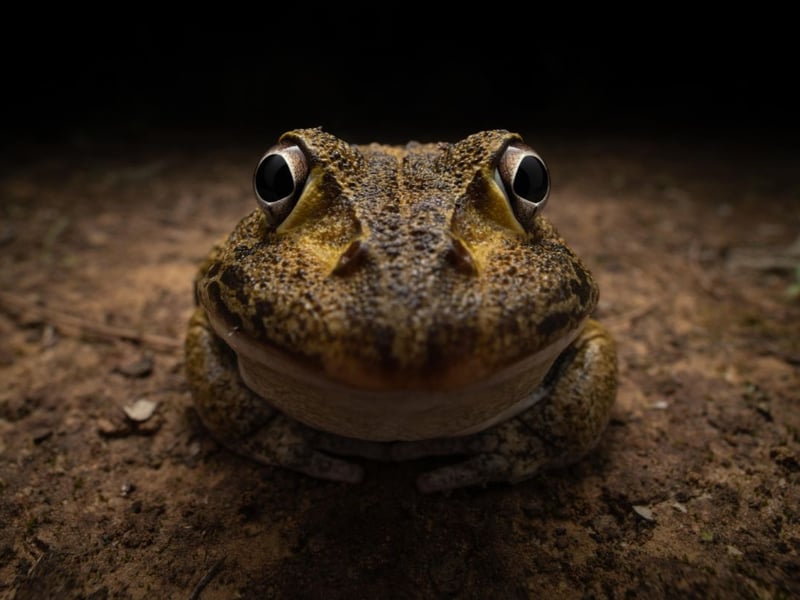  I asked this frog to smile for the camera but it seemed a little shy.
