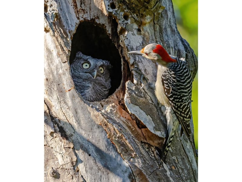 This female Red-bellied Woodpecker had been investigating this Screech Owl nest for a couple of days; perhaps it was her nest last year? This little owlet was definitely startled, and didn't seem to know what to make of this intruder.  The woodpecker moved on, and the owlet fledged with its two siblings about an hour later.