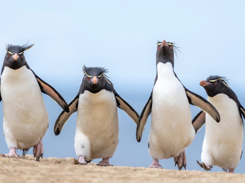 On the penguin highway, these rockhoppers are moving into town, and this town ain't big enough for all of them! I set up my camera a good distance from this ridge, where rockhopper penguins were returning from feeding in the Southern Atlantic Ocean in the Falkland Islands. The long lens pulled them into the frame without disturbing their return to nests on the hill. I love photographing penguins after they've been in the water as they are cleaner! These birds look like they are ready to kick some penguin ass!