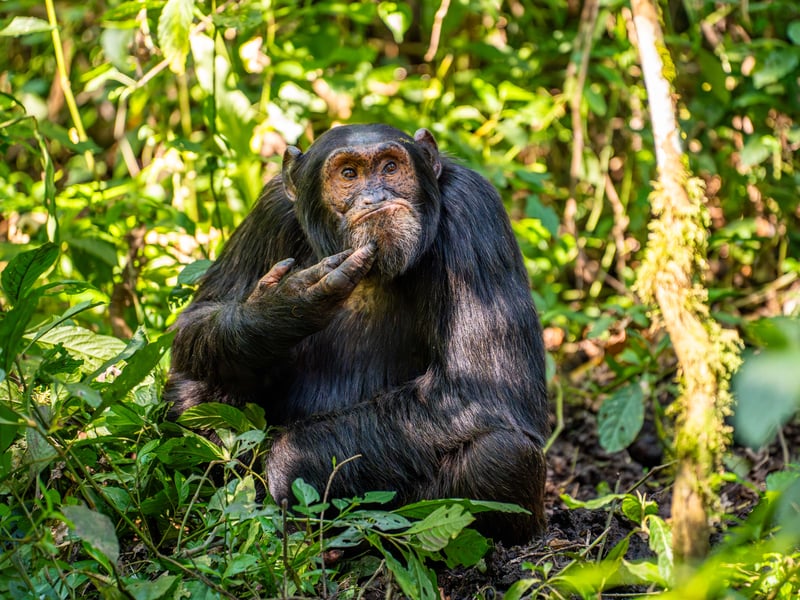 Shot in the jungles of Uganda, following a group of around 50 chimpanzees. This one was obviously comtemplating an important issue, on a day of realization and reaffirmation of how close chimpanzees are to humans! The photo was taken in Uganda.