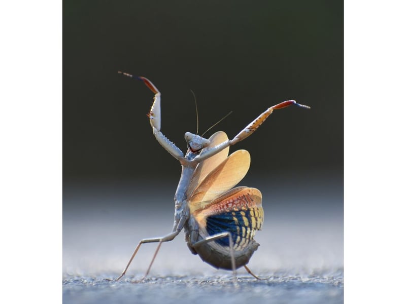 On my way back from my photo walk in a swamp near my town (Sitjar Swamp), I suddenly stopped my car on the road when I saw someone ordering me to stop. This was when I saw my friend the Flemish Mantis for the first time. You can imagine the faces of the other cars passing by, when they saw a car with the indicators on and the door open, stopped on the roadside and a madman lying on the ground with the camera in his hand.