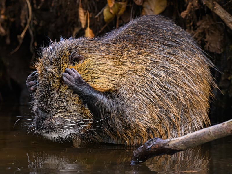 I photographed this coypu directly from the canoe. It was busy grooming itself.