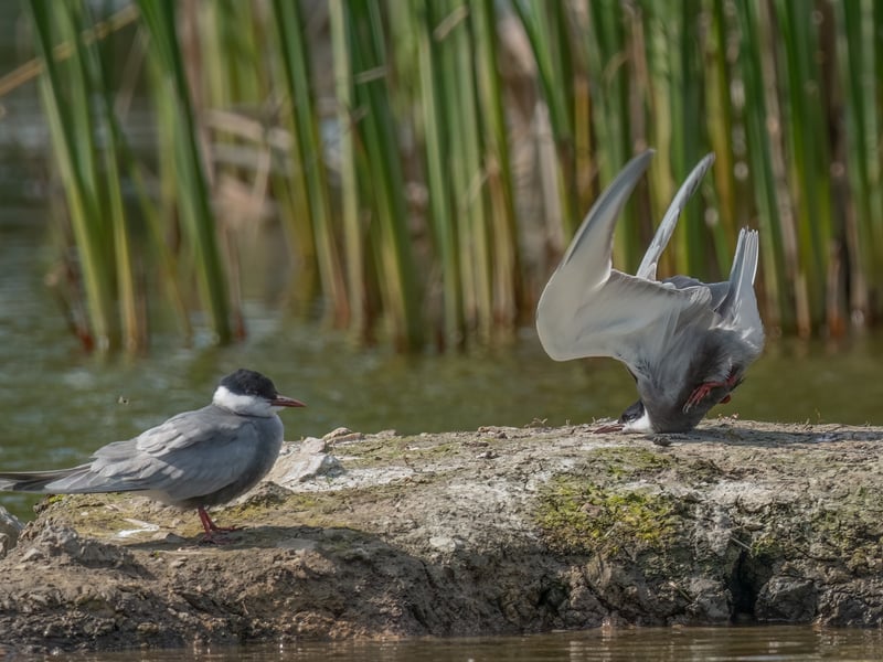 Whiskered tern head hit the rock when try to land.