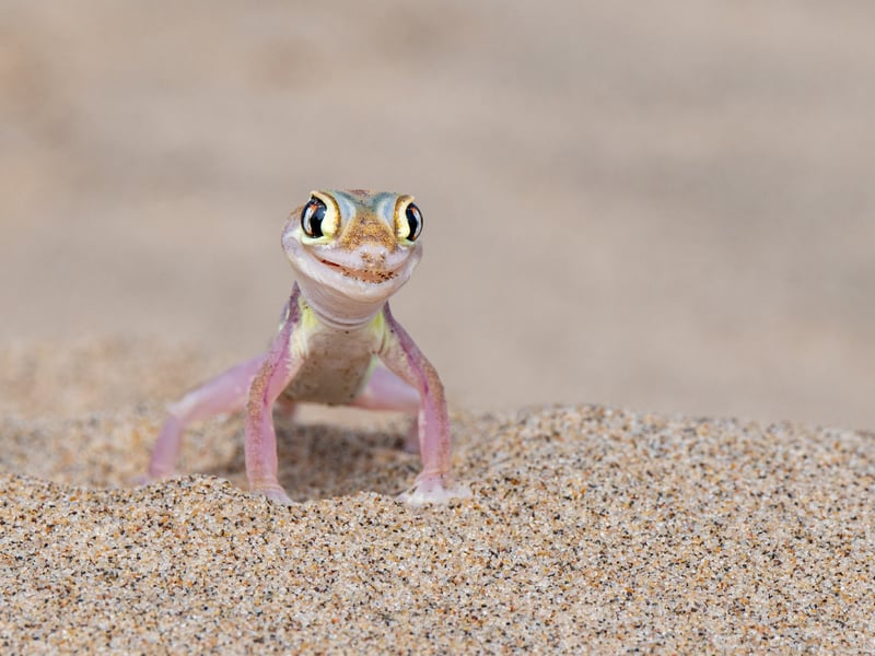 As we walked on the sands of the Namib Desert, a gecko suddenly appeared, emerging out of nowhere with a smile on its face. It positioned itself perfectly, posing for a portrait worthy of a National Geography cover. It seemed to say: "Take my picture, I'm ready for my cover!"