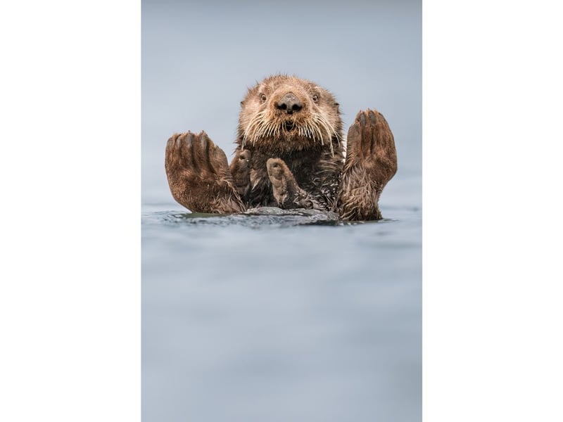 In a kayak with my camera balanced precariously on the gunnel, I stayed very still while floating by this resting sea otter. It stayed relaxed (you can tell because it is still floating on its back) and kept on grooming its fur. With its peaceful face and upturned paws, it reminded me of a guru meditating.