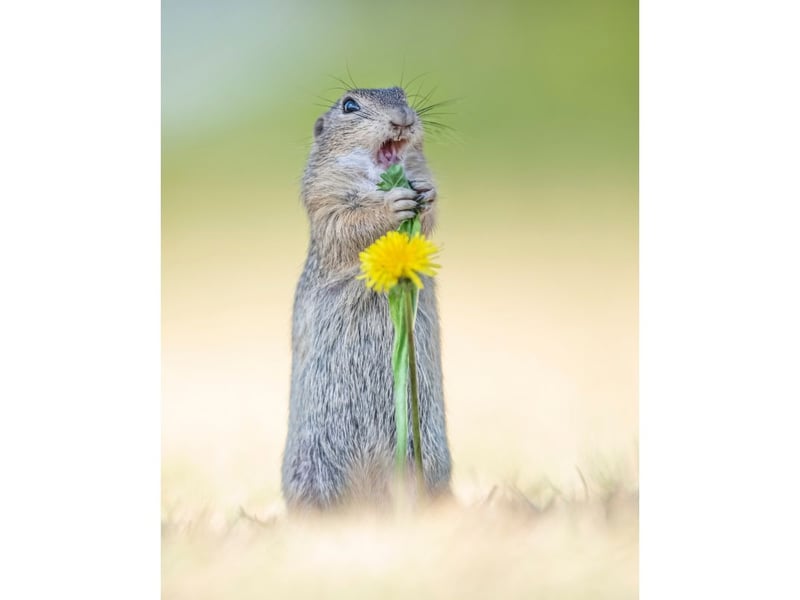 Ground Squirrel (local name Zeisel) calling to family that he's found food. The picture was taken in Austria.