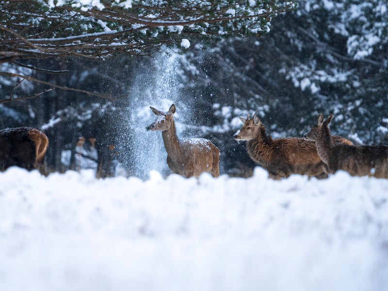 This doe had got up on her hind legs to grab some leaves from the tree to eat, but when she got back up on all fours, she suddenly let go of the branch and took a cold shower on the head.