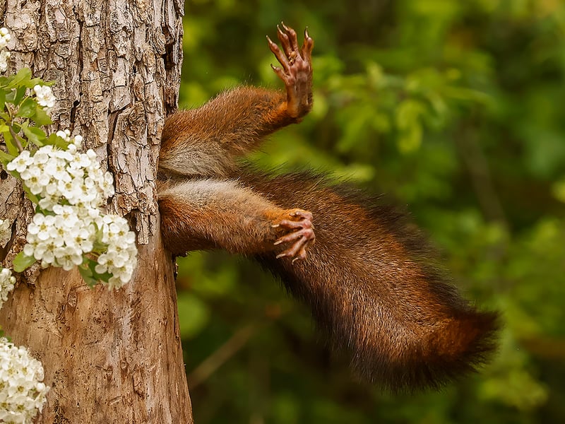 When the squirrel entered, he removed his feet from the trunk for a moment, and for that moment it seemed as if he was blocked at the entrance o the burial.