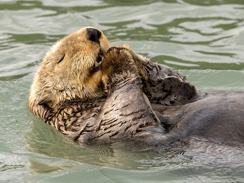 I visited Lake Clark National Park, Alaska, to photograph bears. While there, I had an opportunity to travel to Duck Island where I saw an otter floating next to the boat. Otters hold their food with their paws making it appear like they are praying.
