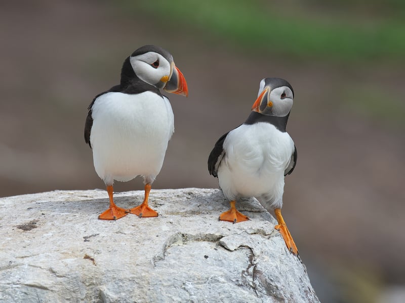 This picture was taken in 2015 during my first visit to the Farne Islands (UK). The islands were full of puffins, kittywakes, shags, guillemots and razorbills, and I never before and since then have taken so many photos in such a short time. I think I really "saw" this image only later that day when I checked my haul.