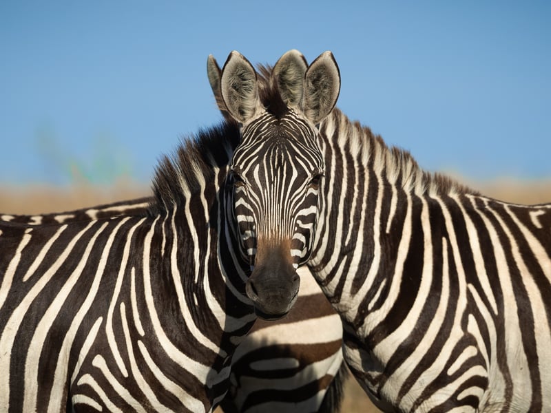 An image that causes optical illusion making it difficult for the viewer to tell which zebra is in front.   Shot in Kenya, I stayed focused on these two as they started coming towards each other. I was expecting them to interact, nozzle or maybe fight, but they coincidentally got aligned in a way to cause this beautiful optical illusion. The picture was taken in Kenya.