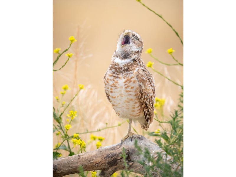 This area has always been a nesting place for burrowing owls, so I visit frequently. When I saw this image on the computer it just looked like this little owl was singing his heart out.