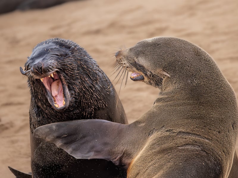 Two Cape Fur seals at the Cape Cross Seal Reserve, Namibia.
