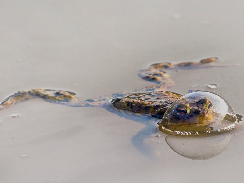 During a photo shoot at the pond I discovered this frog with its head in a bubble. This resembles a tree bell.