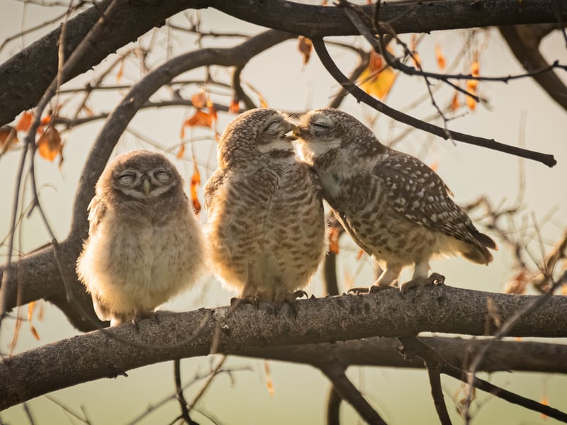Our parents always find a way to  embarrass us, I guess that's also true in the case of spotted owlets. It was truly a funny sight to see two owlets trying to get some privacy as their little offspring stood next to them with a grin shut eyes.