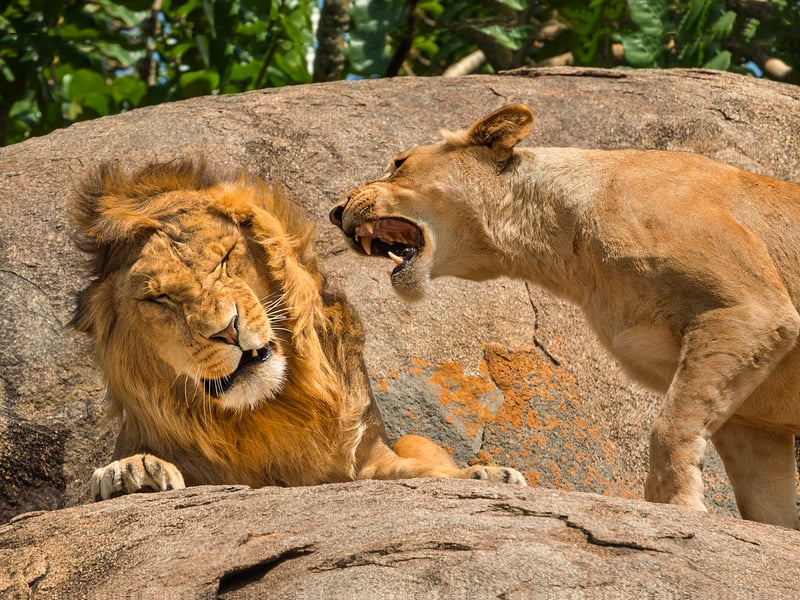 I liked this image as It reminds me of the old TV commercial for Maxell audio cassette tapes called: "Blown Away Guy". On safari in Serengeti National Park in Tanzania we hung around a Kopji of rocks because there were lion cubs being nursed when this action happened. I was just lucky enough to catch it. I have this image printed and hung on a wall of my home, everybody who sees it laughs at it. One of those people mentioned that I should entered it in this contest so here it is.