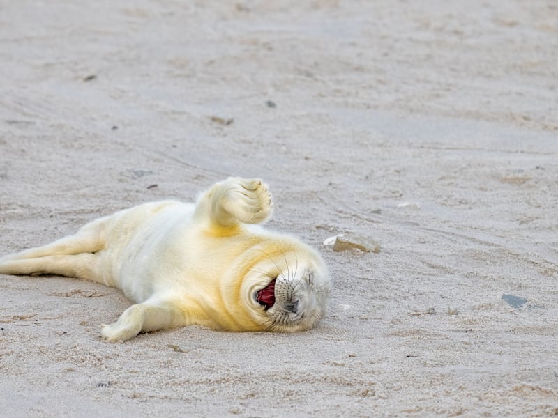 This newborn seal seems to be laughing at a good joke.