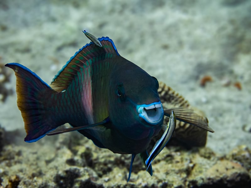 I saw this parrotfish with two other fishes cleaning him. The smile on his face shows that he really loves it. Picture shot while diving in Dahab, Egypt.